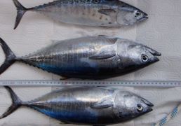 DSC07087.JPG