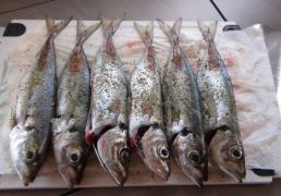 DSC05829.JPG