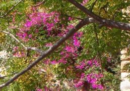DSC06968.JPG
