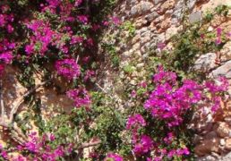 DSC06970.JPG