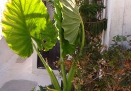 DSC06006.JPG