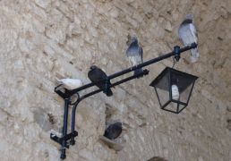 DSC04969.JPG
