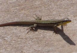 DSC06193.JPG