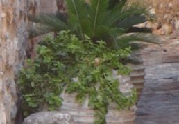 DSC07010.JPG
