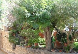 DSC06981.JPG