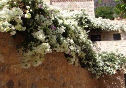 DSC07011.JPG