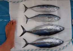 DSC07085.JPG